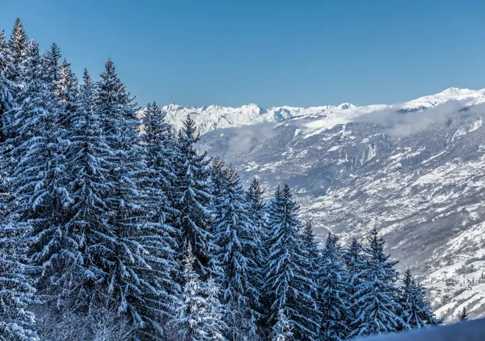 Les Arcs treelined slopes (©Raj Bundhoo).webp